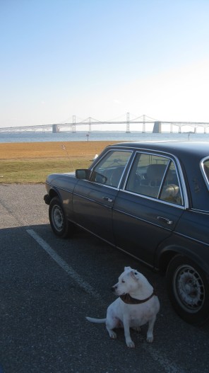 The Bay Bridge is in the background. Dolly is sitting on the mainland side of Maryland with her back to the Chesapeake Bay and the DelMarVa peninsula.